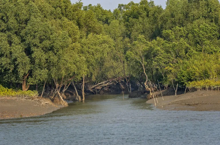 Sundarbans 