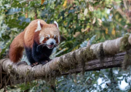 image for article 10 Best Zoos in India: Guide to spot your favourite Animals!