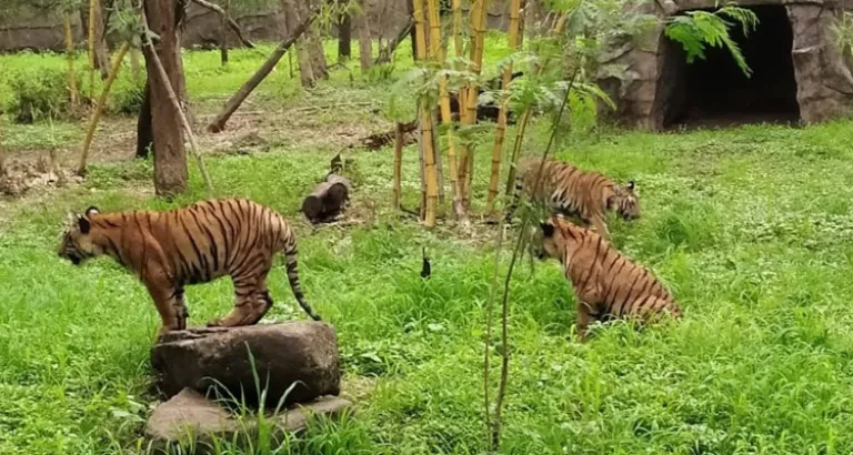 Rajiv Gandhi Zoological Park, Maharashtra