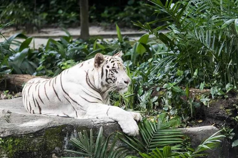 National Zoological Park, Delhi