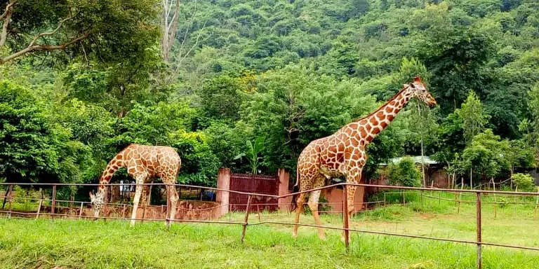 Indira Gandhi Zoological Park, Andhra Pradesh