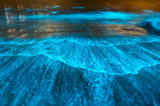 image for article 7 Spellbinding Bioluminescent Beaches in India That Light Up the Night