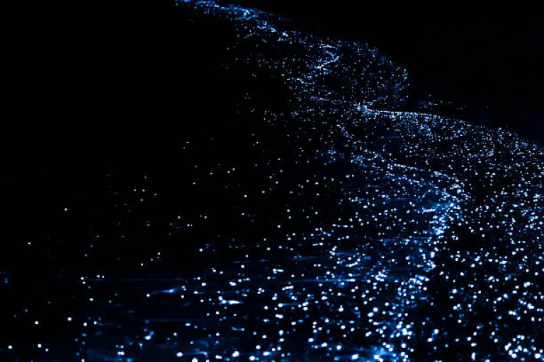 So&hellip; What is Bioluminescence, Anyway?