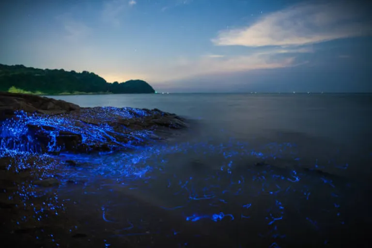 Kaup Beach, Karnataka &ndash; Glow Waves &amp; Lighthouse Views