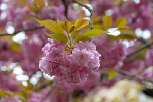 image for article A Complete Guide to Witness the Cherry Blossom Festival in Shillong This November