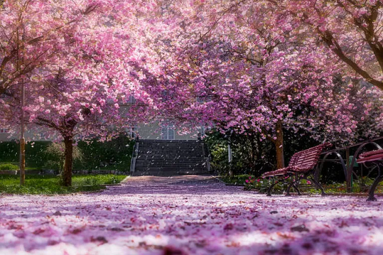 The Cherry Blossom Festival 