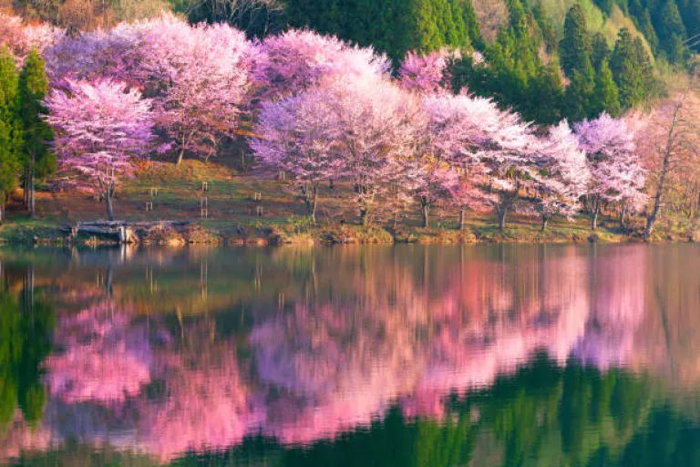 The Cherry Blossom Festival 