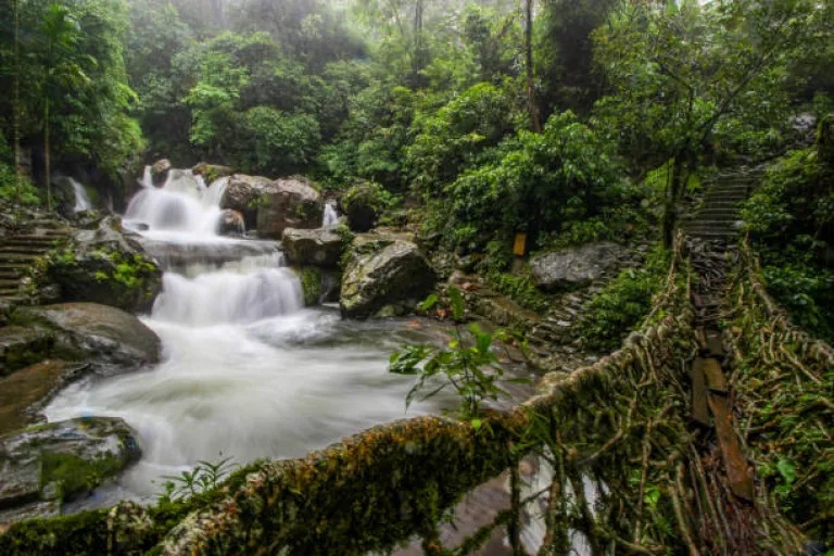 Double Decked Living Root Bridge