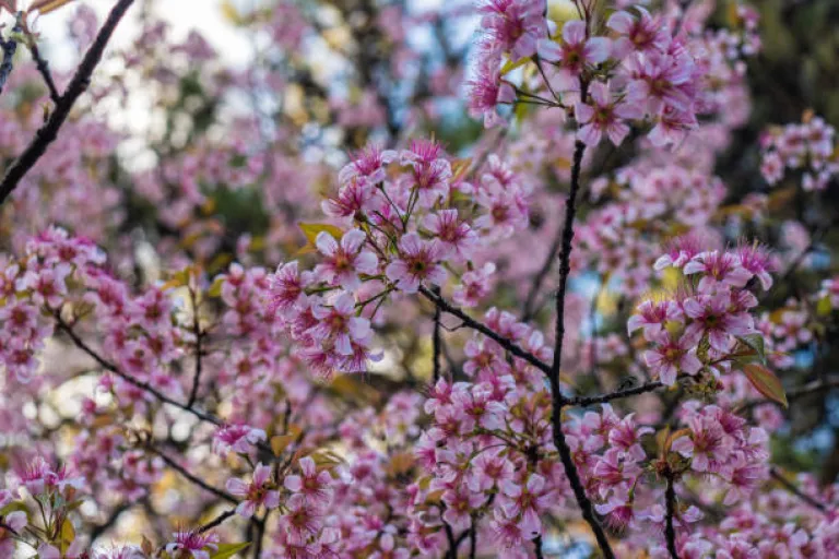 Blossoming cherry trees at Shillong