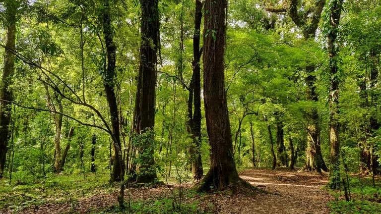 Mawphlang Sacred Forest