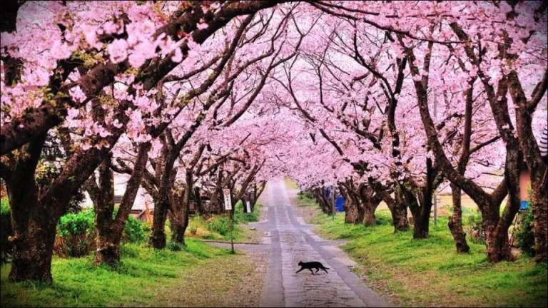 Why You Should Experience the Cherry Blossom Festival?