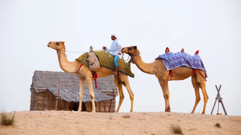 Dubai Desert Conservation Reserve