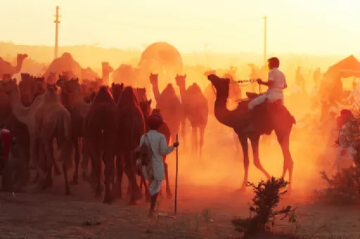 image for article Your Ultimate Guide to the Pushkar Camel Fair 2024