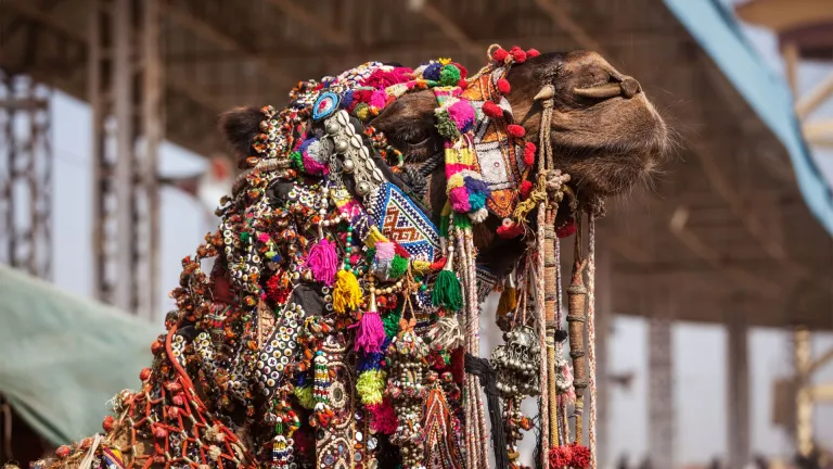  Pushkar Camel Fair