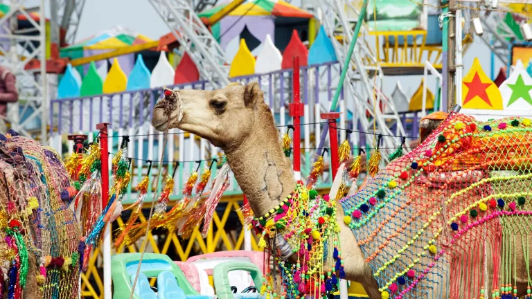  Pushkar Camel Fair