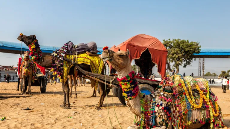  Pushkar Camel Fair