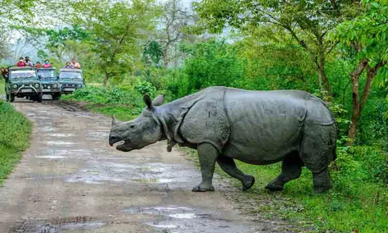 Kaziranga National Park 