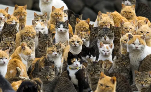 image for article Japan’s Famous Cat Island ‘Aoshima’ Might Lose All of Its Cats Forever!