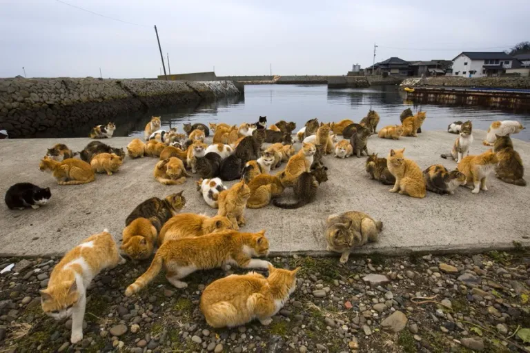 Aoshima - Cat Island