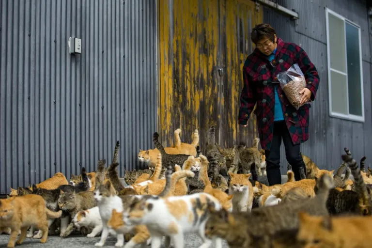 Aoshima - Cat Island