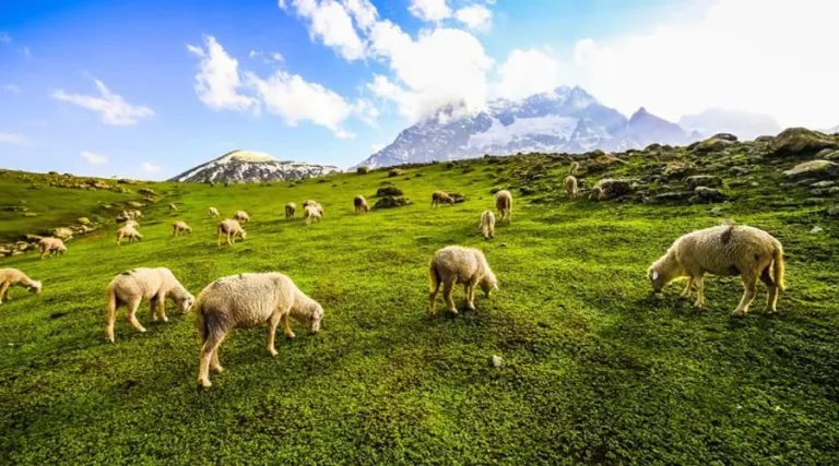 Dachigam National Park, Srinagar