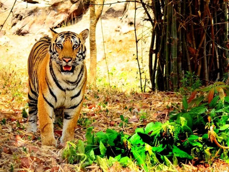 Bannerghatta Biological Park