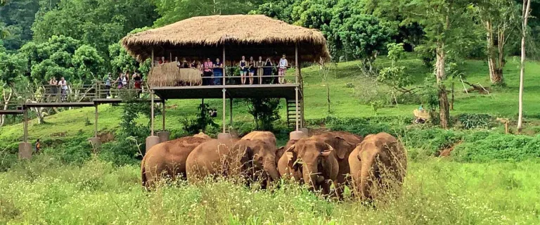 Elephant Nature Park &ndash; Chiang Mai