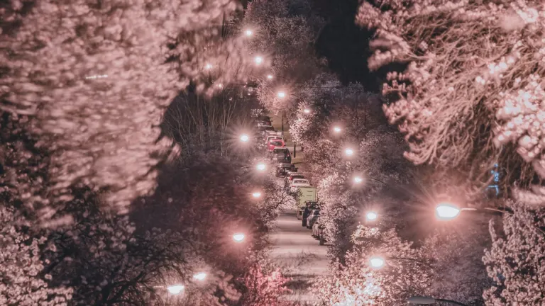 walkway surrounded by lights and cherry blossoms