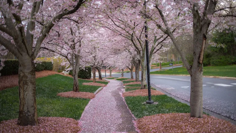 Pathway flanked by cherry blossom trees