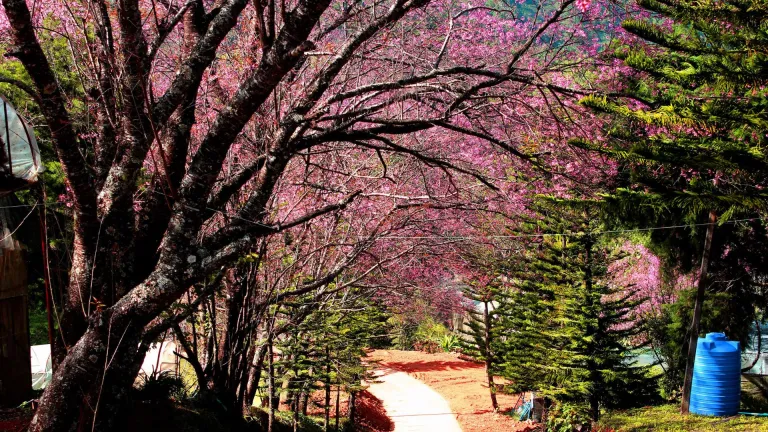 pathway surrounded by cherry blossom trees