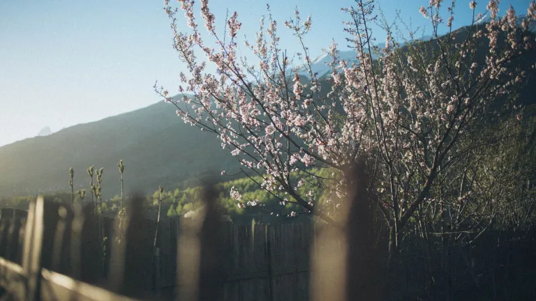 Mountain with a single cherry blossom