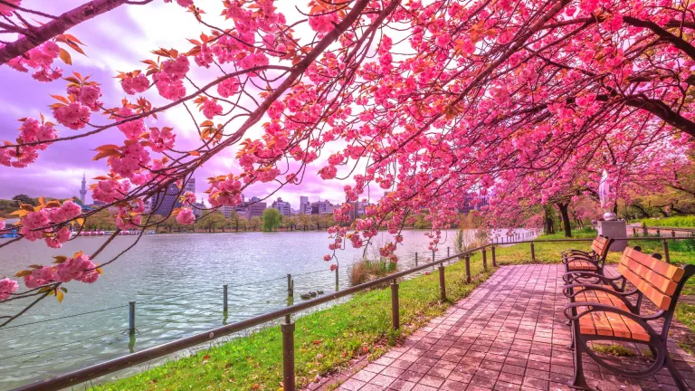 Cherry blossoms in Ueno Park, Japan