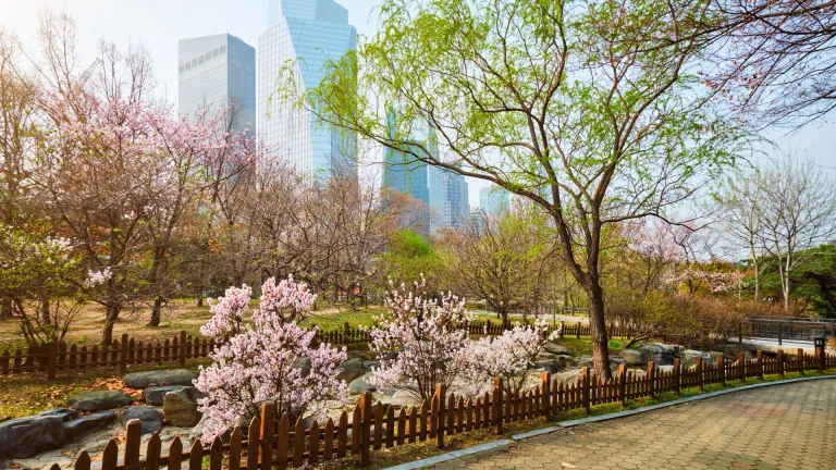 Cherry blossoms in Yeouido Park