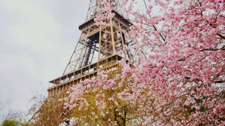 Cherry blossoms near the Eiffel Tower, Paris