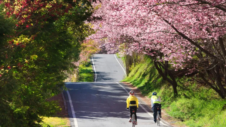 Cherry blossoms at Wuling farm