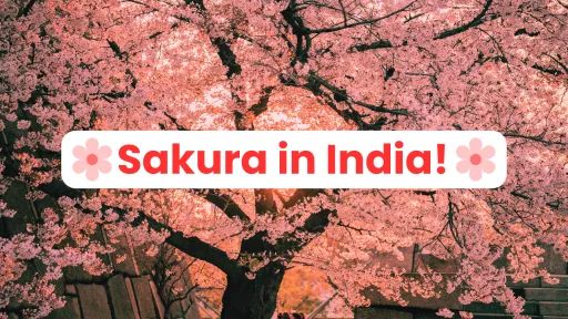 image for article Picture Perfect Cherry Blossom Destinations in India