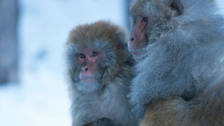 Monkeys in Gulmarg