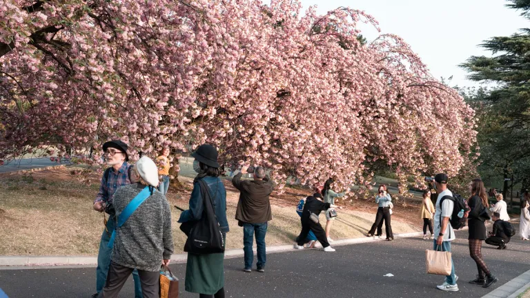 Shinjuku Gyoen National Garden with cherry blossoms