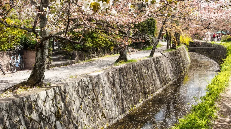 Philosopher&#039;s path with cherry blossoms