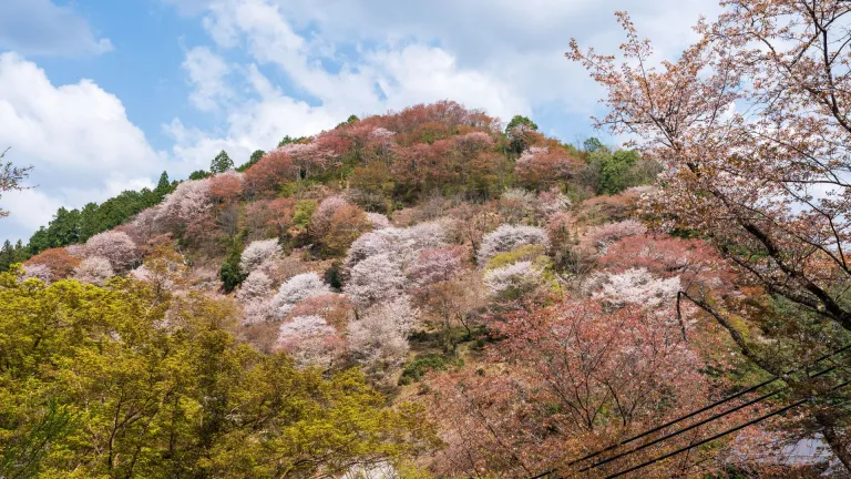 Cherry blossoms at Mount Yoshino