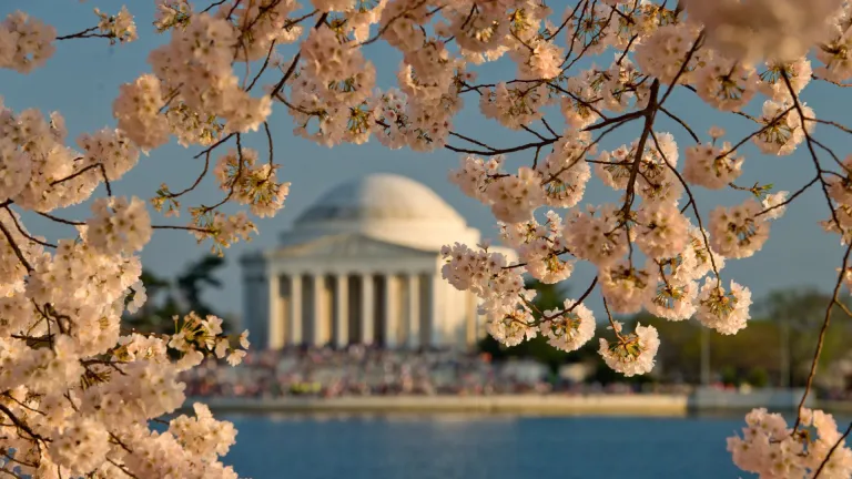 Cherry blossoms in Washington D.C.