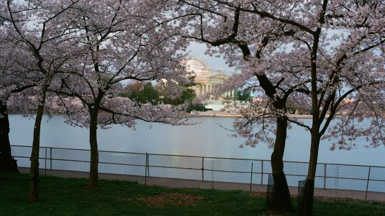 Cherry blossoms at Tidal Basin