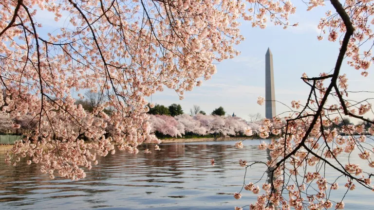 Cherry blossoms at the National Mall