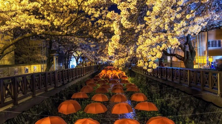 Cherry blossoms at Jinhae Gunhangje Festival