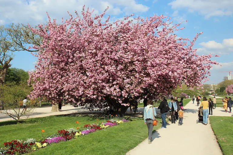 Cherry blossom at Jardin des PlantesLionel Allorge, CC BY-SA 3.0, via Wikimedia Commons