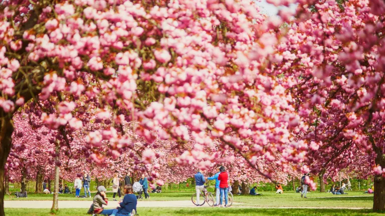 Cherry blossoms at Parc de Sceaux