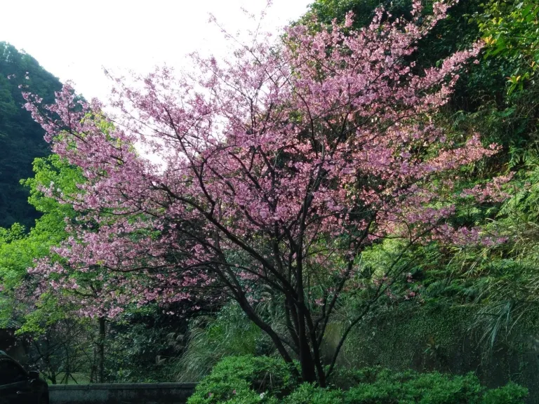 Cherry blossoms at Yangmingshan Park燈火闌珊處, CC BY-SA 4.0, via Wikimedia Commons