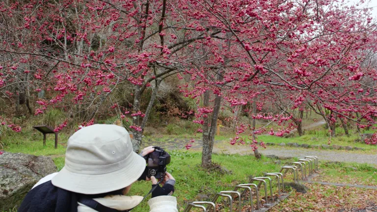 Cherry blossoms at Wuling Farms