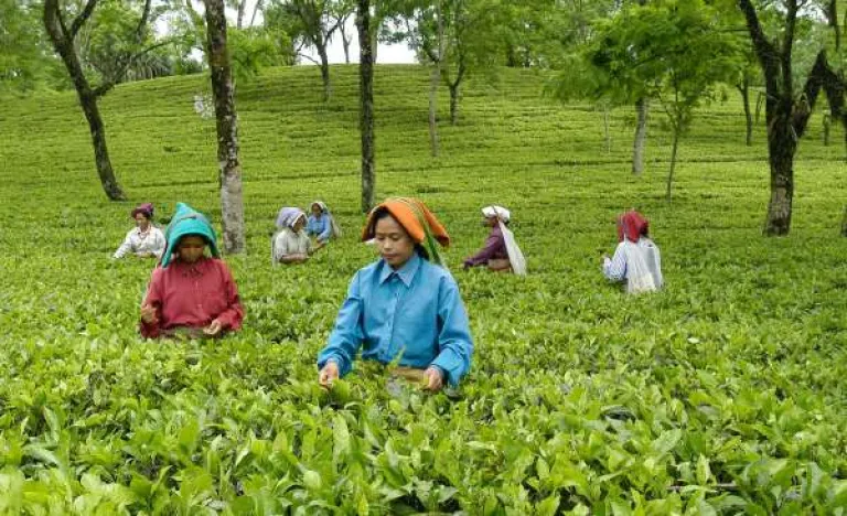  Tea and Tourism Festival