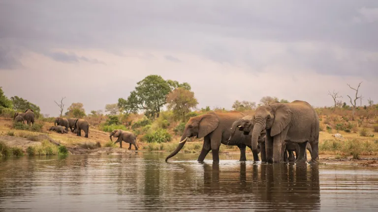 Elephants at the Kruger National Park, South Africa